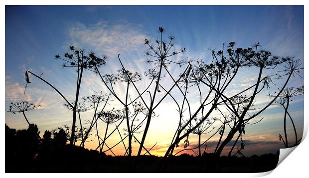 Sunset seedheads Print by Mike Lanning