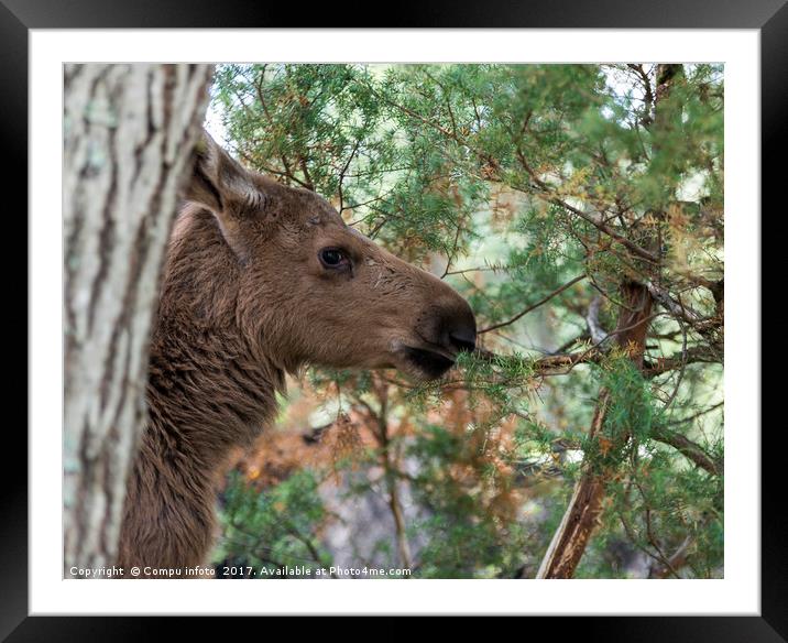 young moose in norway Framed Mounted Print by Chris Willemsen