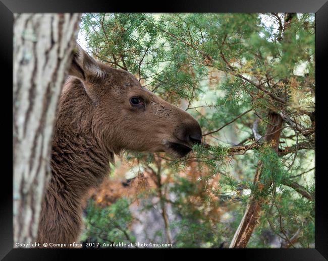 young moose in norway Framed Print by Chris Willemsen
