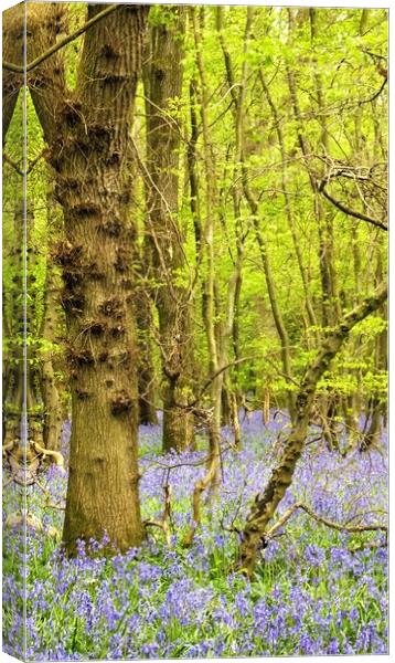 Bluebell woods Canvas Print by Adam Ransom
