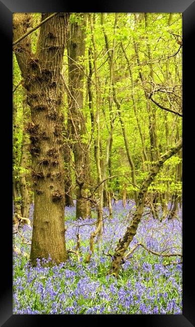 Bluebell woods Framed Print by Adam Ransom