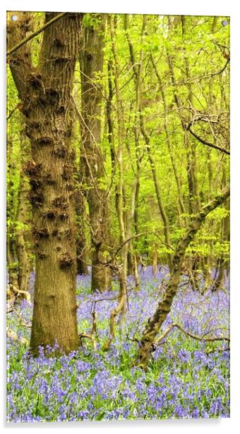 Bluebell woods Acrylic by Adam Ransom