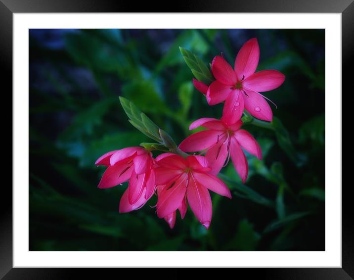 Lily Framed Mounted Print by Victor Burnside