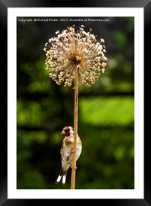 Goldfinch Framed Mounted Print by Richard Pinder