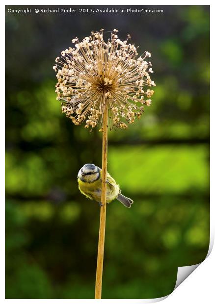 Blue Tit Print by Richard Pinder