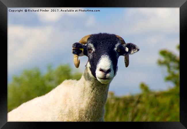 Swaledale Sheep Framed Print by Richard Pinder