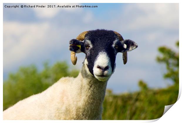 Swaledale Sheep Print by Richard Pinder