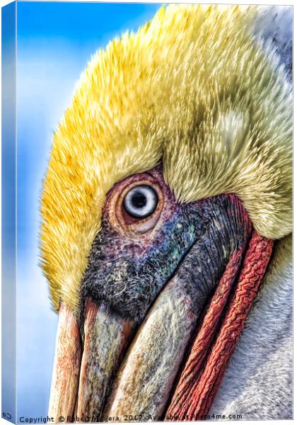 Brown Pelican  Canvas Print by Robert M. Vera
