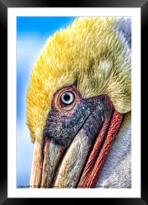 Brown Pelican  Framed Mounted Print by Robert M. Vera