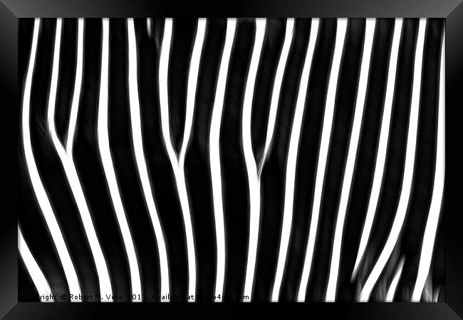 Grevy's Zebra  Framed Print by Robert M. Vera