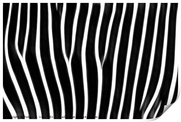 Grevy's Zebra  Print by Robert M. Vera
