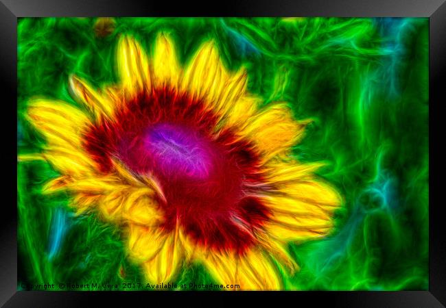 Yellow Gloriosa Daisy Framed Print by Robert M. Vera