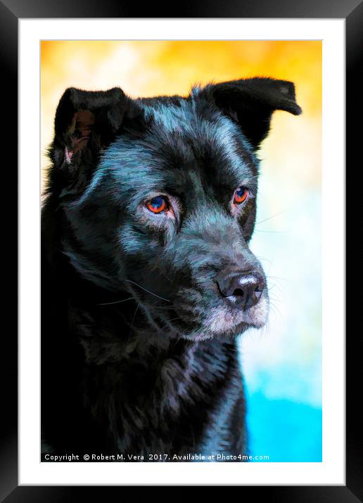 Akita Chow Mixed Breed Dog - Jenny Framed Mounted Print by Robert M. Vera
