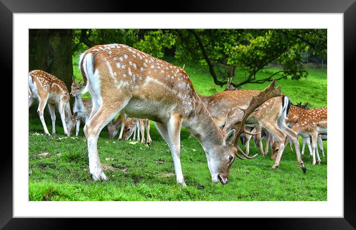 Stag Fallow and herd Framed Mounted Print by Derrick Fox Lomax
