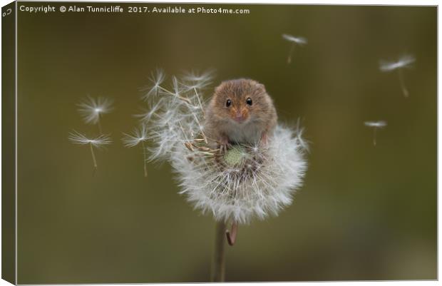  Eurasian harvest mouse (Micromys minutus) Canvas Print by Alan Tunnicliffe