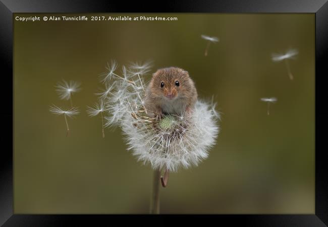  Eurasian harvest mouse (Micromys minutus) Framed Print by Alan Tunnicliffe