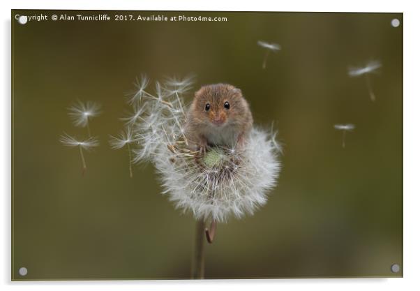  Eurasian harvest mouse (Micromys minutus) Acrylic by Alan Tunnicliffe