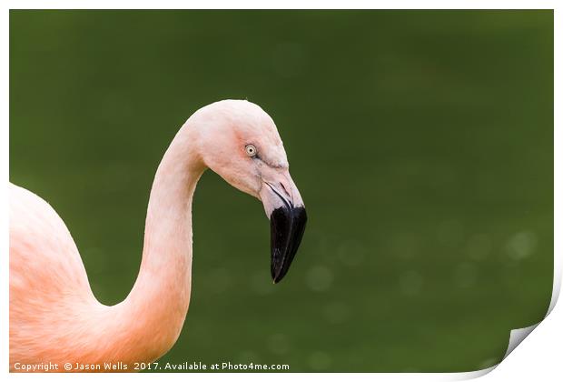 Chilean flamingo on the waters edge Print by Jason Wells