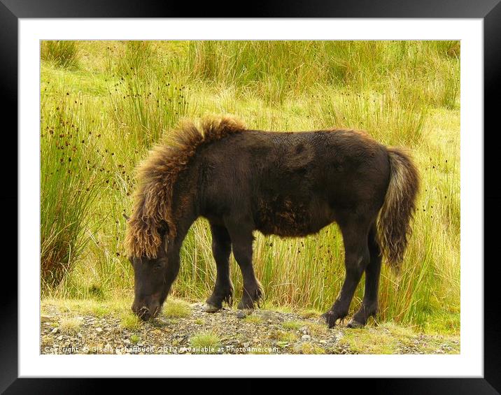 Chestnut Pony in the Black Mountain Framed Mounted Print by Gisela Scheffbuch