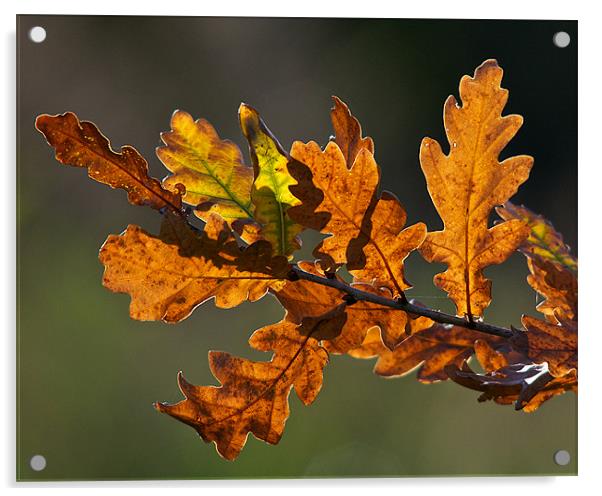 Autumn Oak Leaves Acrylic by Robert Geldard