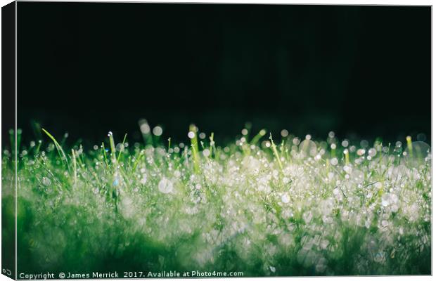 Spectacular grassy morning dew Canvas Print by James Merrick