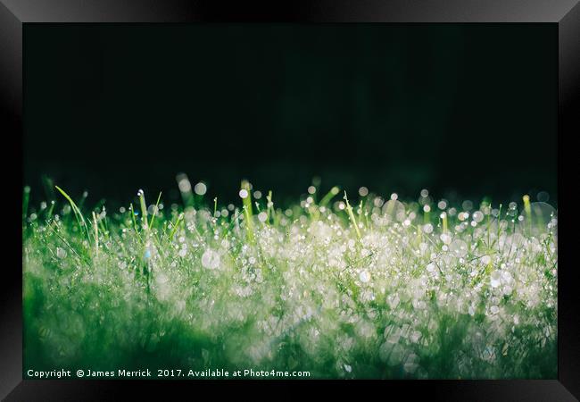 Spectacular grassy morning dew Framed Print by James Merrick