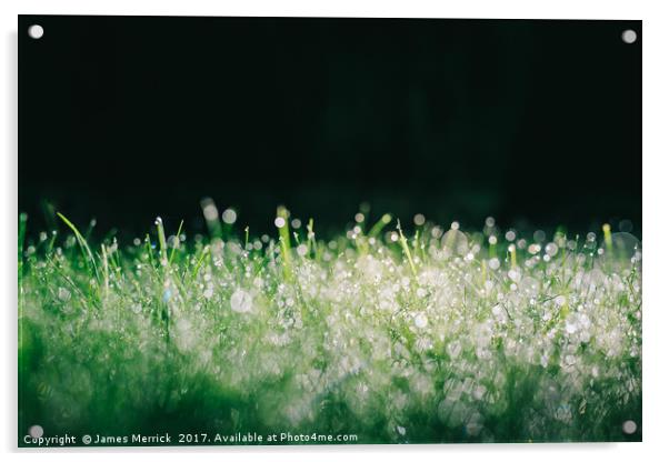 Spectacular grassy morning dew Acrylic by James Merrick