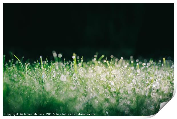 Spectacular grassy morning dew Print by James Merrick