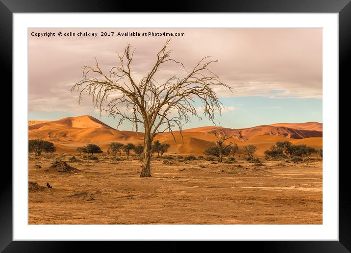 Sossusvlie Tree at Dawn, Namibia Framed Mounted Print by colin chalkley