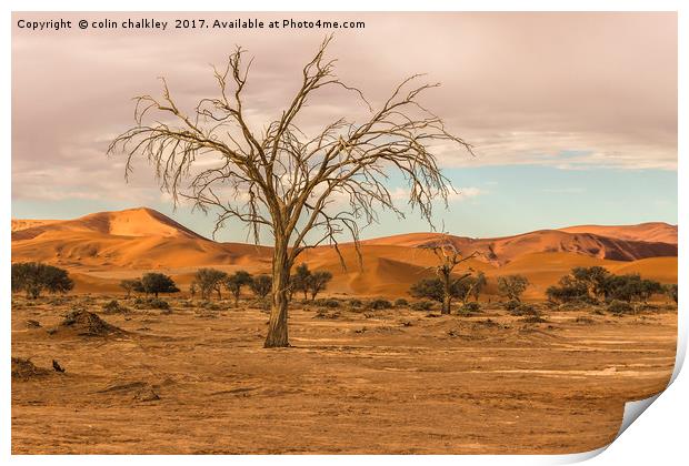Sossusvlie Tree at Dawn, Namibia Print by colin chalkley