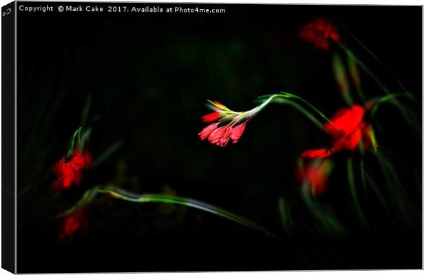 Kaffir lily at night Canvas Print by Mark Cake