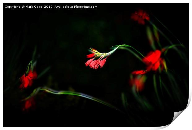 Kaffir lily at night Print by Mark Cake
