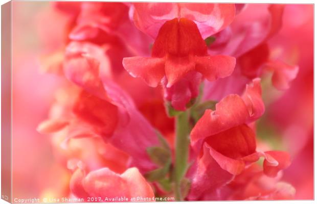 Closeup of pink Snapdragon flower Canvas Print by  