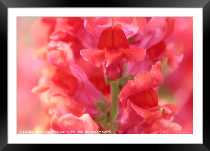 Closeup of pink Snapdragon flower Framed Mounted Print by  