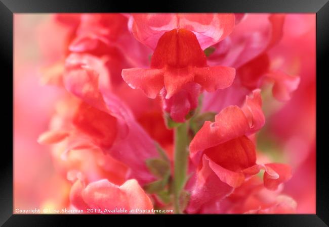 Closeup of pink Snapdragon flower Framed Print by  