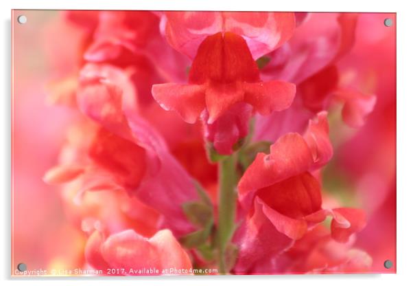 Closeup of pink Snapdragon flower Acrylic by  