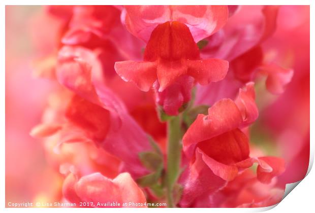 Closeup of pink Snapdragon flower Print by  