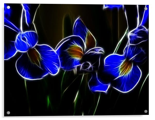 Iris Lights Acrylic by Sharon Lisa Clarke