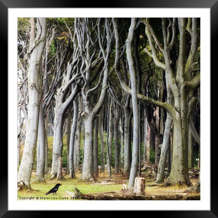 Twisted Forest Framed Mounted Print by Sharon Lisa Clarke