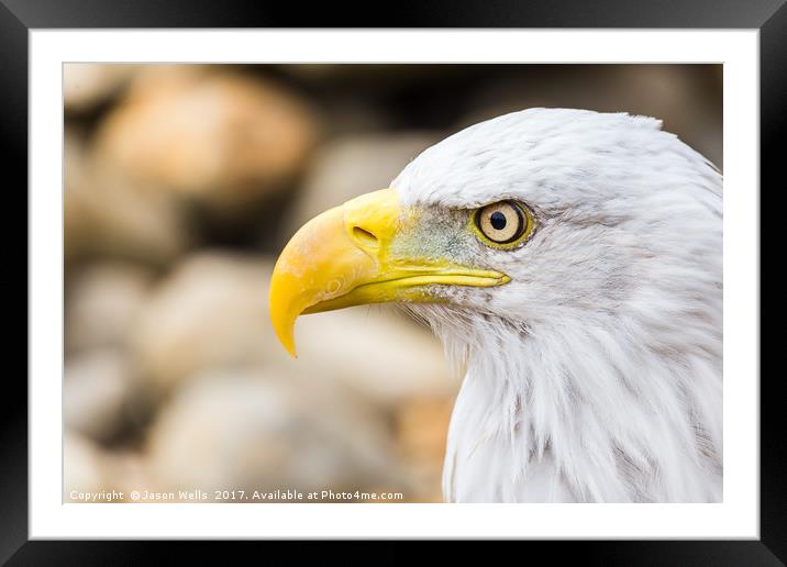 Side on head shot of a Bald Eagle Framed Mounted Print by Jason Wells