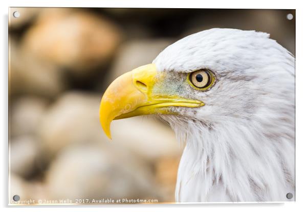 Side on head shot of a Bald Eagle Acrylic by Jason Wells