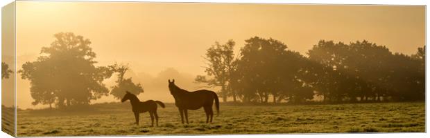 Sunrise mare and foal Canvas Print by Gary Schulze