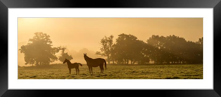 Sunrise mare and foal Framed Mounted Print by Gary Schulze