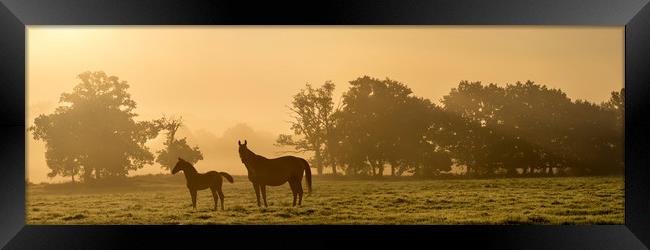 Sunrise mare and foal Framed Print by Gary Schulze
