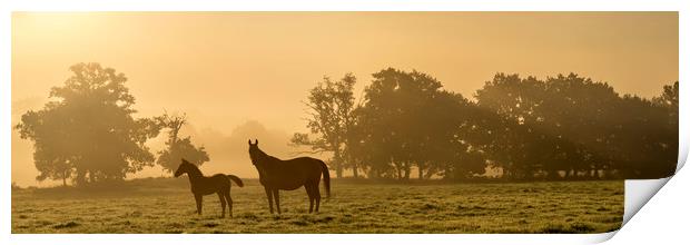 Sunrise mare and foal Print by Gary Schulze