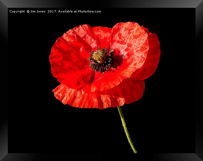 Remembrance Poppy Framed Print by Jim Jones