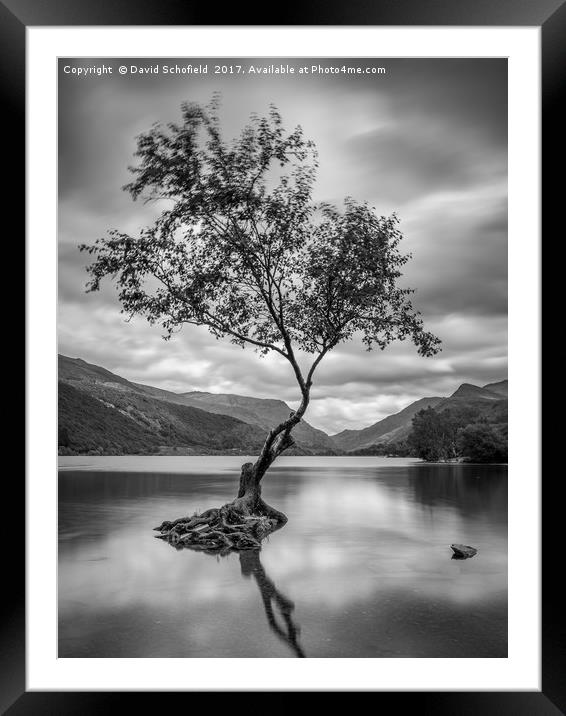 The Lone Tree, Llyn Padarn, Llanberis Framed Mounted Print by David Schofield