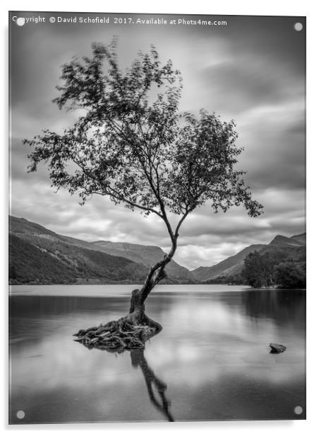 The Lone Tree, Llyn Padarn, Llanberis Acrylic by David Schofield