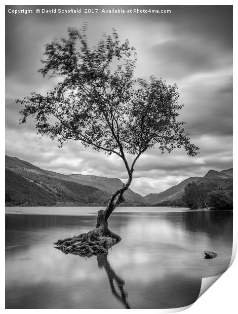 The Lone Tree, Llyn Padarn, Llanberis Print by David Schofield