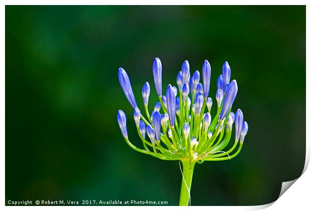 Agapanthus about to bloom Print by Robert M. Vera